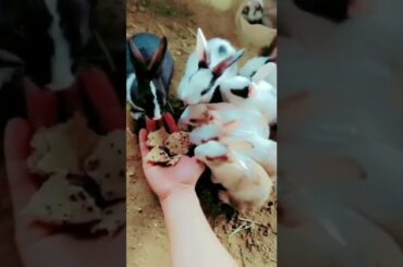 #cute rabbit farming #best #new #rabbit #legal#farm house