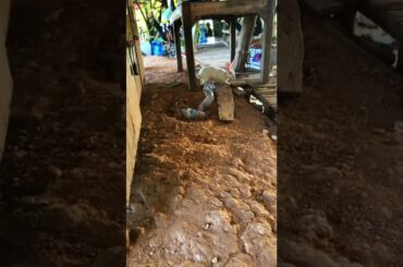 Funny and Cute Baby Bunny Rabbit Videos #02