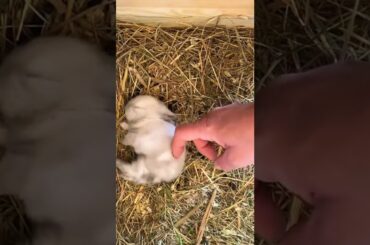 Cute Baby Rabbit Are Sleeping #short #shorts #rabbit #bunny #animal #animals #pets #pet #bunnies