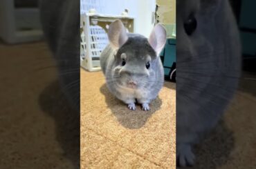 Cute Bunny #shorts #bunny #youtubeshorts