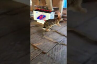 Funny and Cute Baby Bunny Rabbit Videos #08