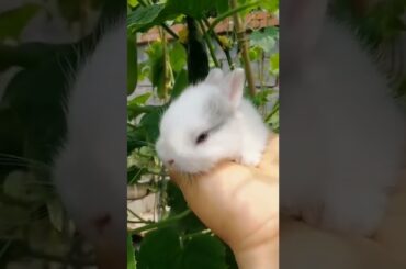 cute baby #rabbit #rabbits #rabbitrescue #rabbits
