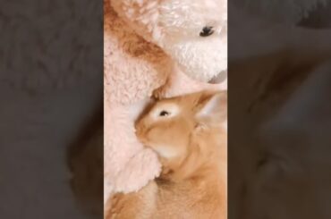 Funny And Cutest Baby Rabbit #short #shorts #pets #pet #animal #animals #bunny #bunnies #cute