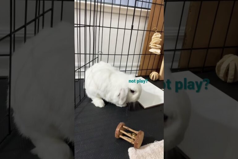 Cute Bunny Can’t Decide if He Wants to Play With the Toy or Not