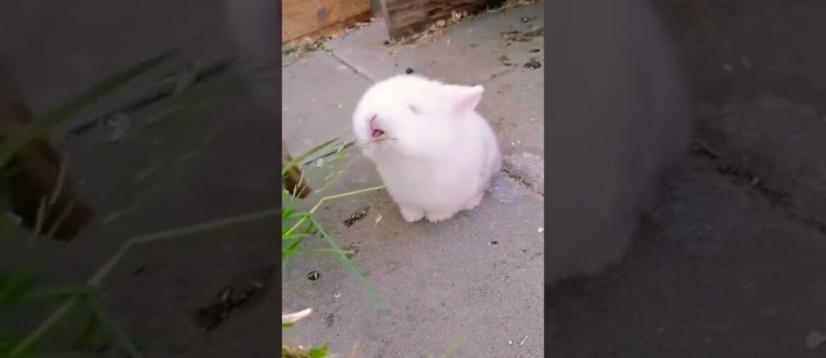 Cute Baby Rabbit Eating Grass #shorts #short #rabbit #pets #pet #animal #animals #bunny #bunnies