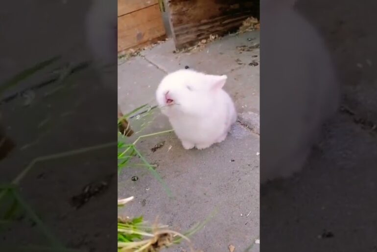 Cute Baby Rabbit Eating Grass #shorts #short #rabbit #pets #pet #animal #animals #bunny #bunnies