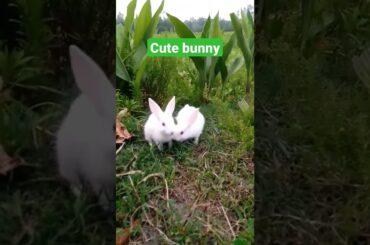 Cute bunny rabbit#rabbit #short #shortvideo #bunny_rabbit