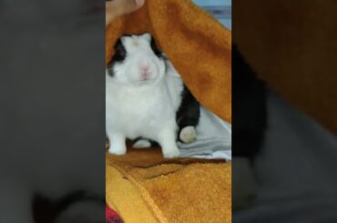 Reason Behind Castration & Neutering Operation Of Cute Rabbit #shorts