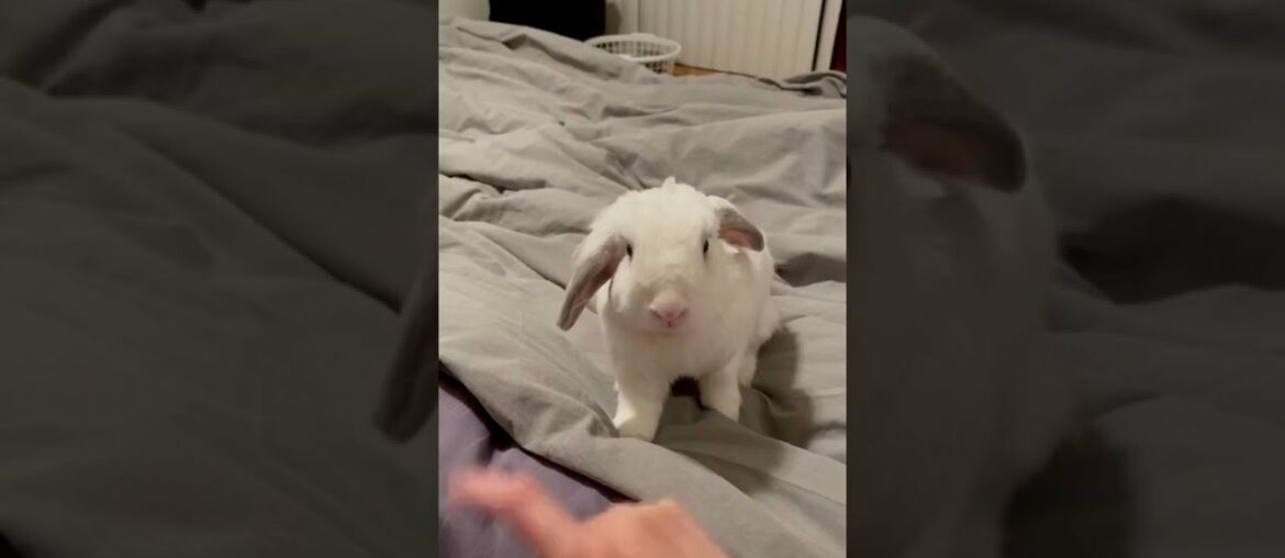 “Pet me! Pet me!” Cute Bunny, Tutu is Desperately Seeking for Attention