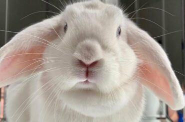 Cute Baby Bunny White Rabbit Doing Funny Things