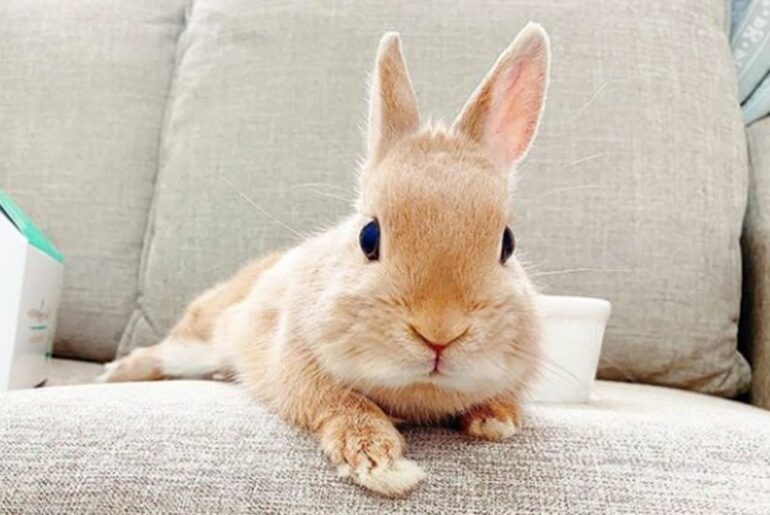 Cute Baby Bunny Rabbit Videos | Baby Animal Videos 2022