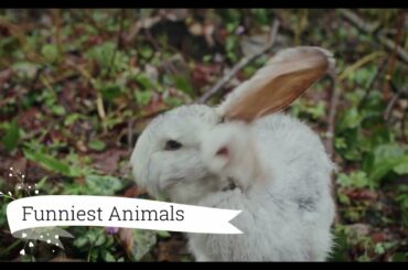 Funny and Cute Baby Bunny Rabbit Videos - Baby Animal Video Compilation (2022)