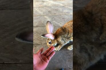 Funny and Cute Baby Bunny Rabbit Videos #06