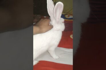 bunnies love||cute bunny