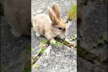 CUTE BUNNY BABY RABBITS #shorts