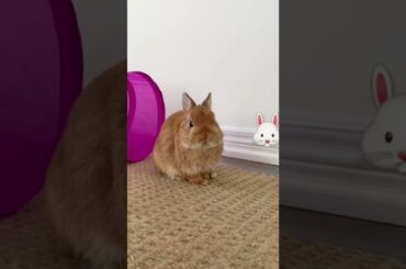 Why Are You So Cute Bunny ? | Rabbit Video | Cutest Pet On Internet | #shorts #viral | Paws and Fur
