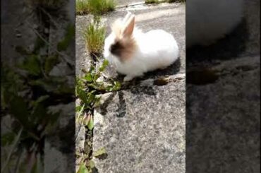 FUNNY CUTE BUNNY RABBITS #shorts
