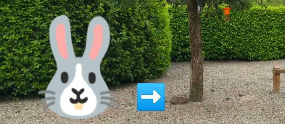 Super Cute Bunny Rabbit tries to Hide