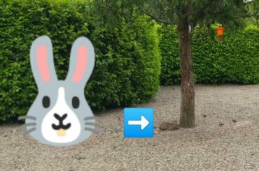 Super Cute Bunny Rabbit tries to Hide