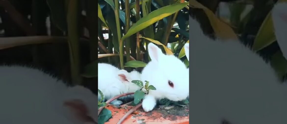 Funny and Cute Baby Bunny Rabbit Video - Baby Animal Video || Cute Rabbit || Cute Bunnies Video