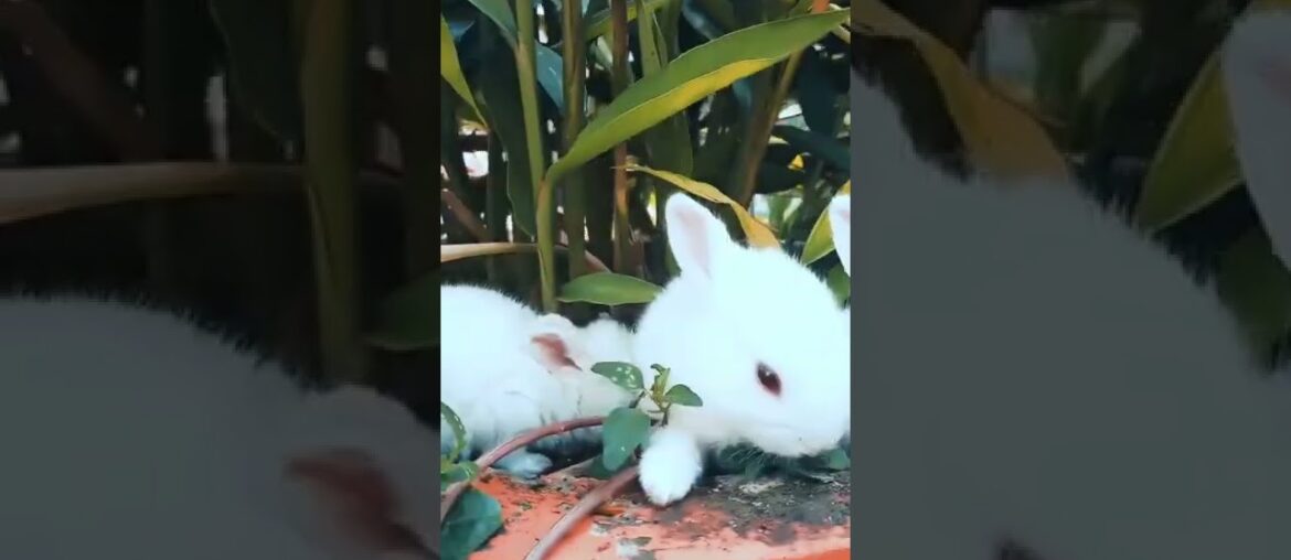 Funny and Cute Baby Bunny Rabbit Video – Baby Animal Video || Cute Rabbit || Cute Bunnies Video Funny and Cute Baby Bunny Rabbit Video - Baby Animal Video || Cute Rabbit || Cute Bunnies Video