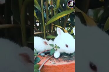 Funny and Cute Baby Bunny Rabbit Video - Baby Animal Video || Cute Rabbit || Cute Bunnies Video