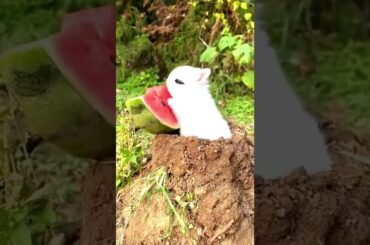 Cute Rabbit Eating Watermelon #shorts