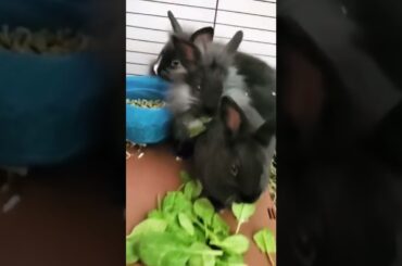 Can I have a little bite #cute #bunny #shorts