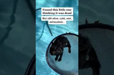 Cute Rabbit was rescued #shorts