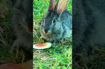 FUNNY CUTE RABBIT EATING WATERMELON