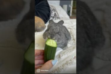 Cute bunny eating #shorts #funny #youtubeshorts #cat