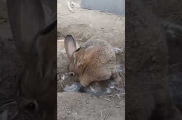 Rabbit mom, is this a sweater for baby bunny