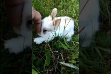 CUTE BUNNY LOVELY BABY RABBITS #shorts