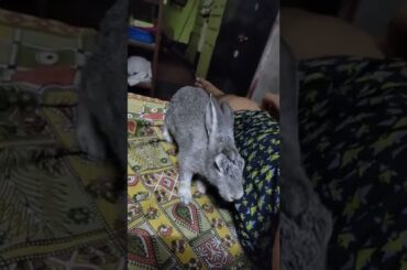 cute rabbit#rabbit#shorts#newtoyou