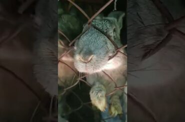 Cute rabbit #subscribe #rabbit #shorts