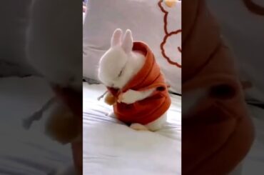 Cute Rabbit playing on the bed #shorts