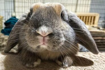 Cute Baby Bunny Rabbit | Cutest Rabbit Baby Animals