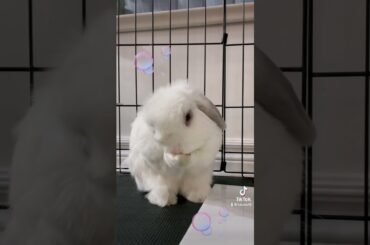 Cute Bunny Bathing Himself | Washing His Ears