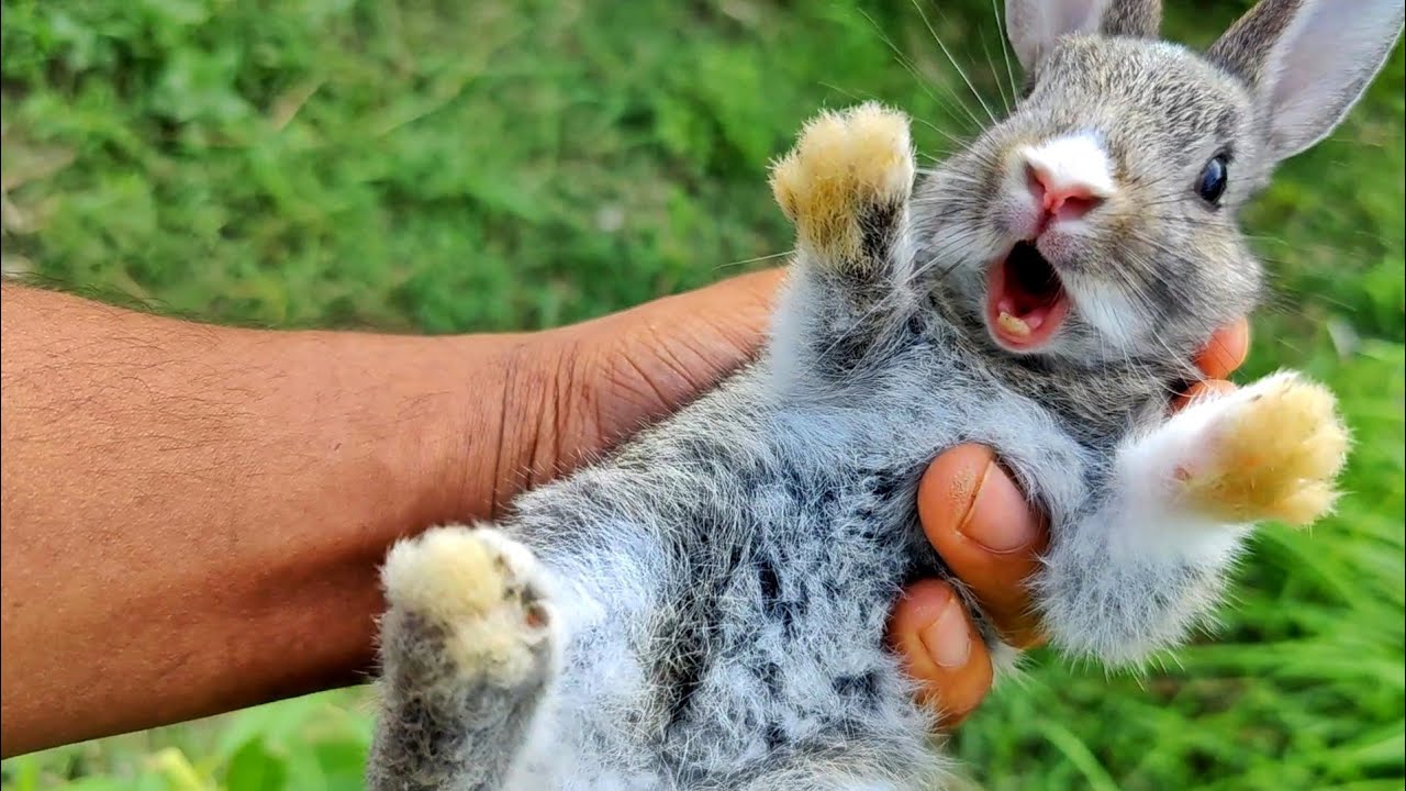 Baby Bunny Attacks ! Cute Wild Rabbit Screaming Loudly