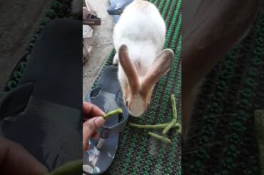 #cute rabbit