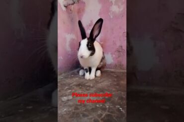 cute rabbit,animal lover, fun with rabbit #shorts
