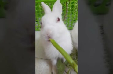 cute rabbit // #shorts #rabbit #funneyanimal