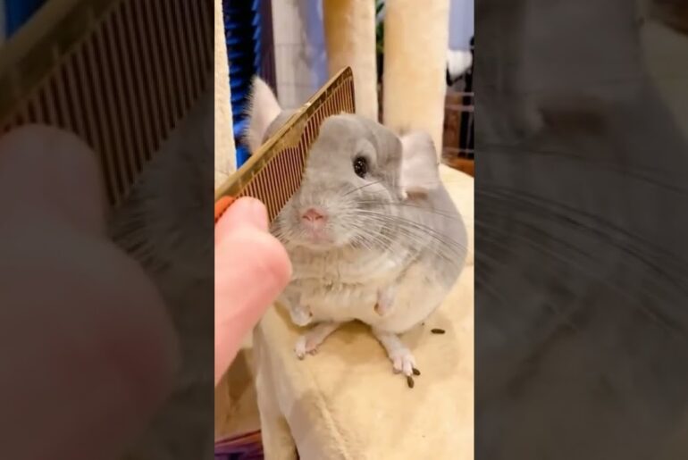 Cute Rabbit golden comb