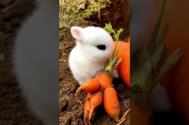 Cute Rabbit