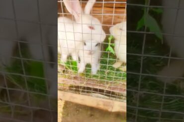 Cute Rabbit #shorts