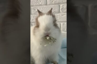 cute rabbit eating #shorts #trendingshorts #viralshorts #rabbit