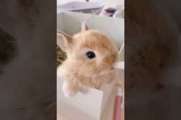 cute rabbit#rabbit #bunny #cute #pets #trending #youtubeshorts