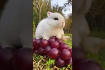 #cute #rabbit  12