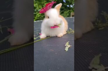 Cute #rabbit #shorts
