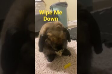 Wipe Me Down w/Pretzel The Bun (Bunny) #love #smile #cute #bunny #bun #humor #music #challenge